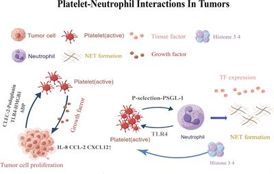 Effects of the interactions between platelets with other cells in tumor growth and progression